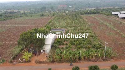 Bán Căn Nhà Vườn 3 Mặt Tiền Đường 50x200 Tỉnh Lộ 438 Chư Sê Gia Lai