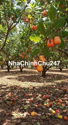 - Chủ đi nước ngoài gửi bán gấp vườn điều Ở bình Phước 2600m2 giá 350t