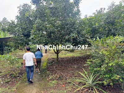 Chủ đang kẹt tiền gửi bán gấp vườn cây ăn trái hơn 1 sào