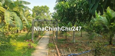 CHÚ TUẤN KẸT TIỀN BÁN GẤP