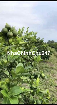 Chủ cần tiền bán gấp  VƯỜN CHANH KHÔNG HẠT GIÁ TỐT 🍋 Diện tích sang