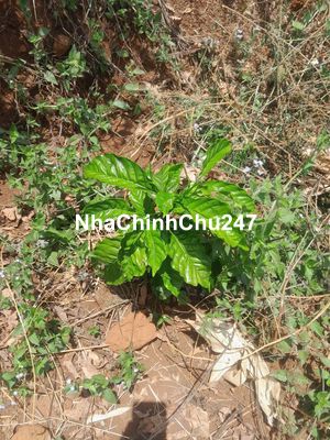 Chính chủ cần bán rẫy cà phê giá rẻ