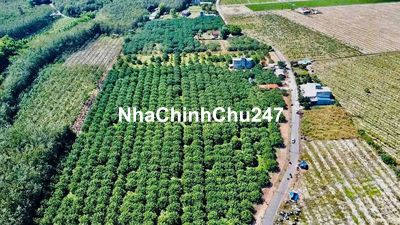 Chủ vườn bưởi cần bán nền đất 500m² đất TPHCM mới