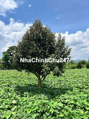 Chính Chủ Bán Bán Đất Đẹp Tân Hội – Đức Trọng, 3.121m², 100m² Thổ Cư